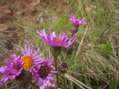 Senecio pulcher pulcher