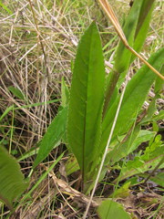Senecio pulcher pulcher