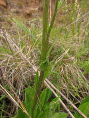 Senecio pulcher pulcher