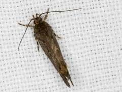 Macrobathra nephelomorpha