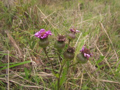 Senecio pulcher pulcher