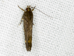 Macrobathra nephelomorpha