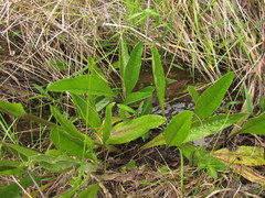 Senecio pulcher pulcher