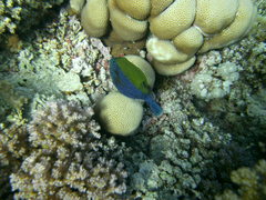 Ostracion cyanurus
