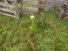 Senecio juergensii