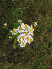 Senecio juergensii