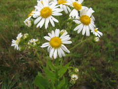 Senecio juergensii