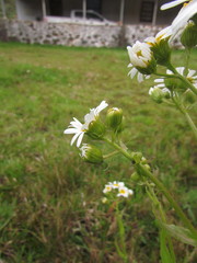 Senecio juergensii