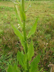 Senecio juergensii