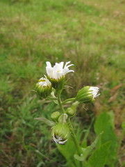 Senecio juergensii