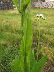 Senecio juergensii