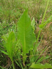 Senecio juergensii