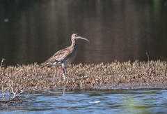 Numenius phaeopus phaeopus