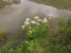 Senecio juergensii
