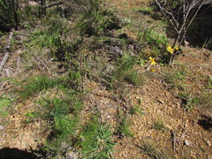 Senecio leptoschizus