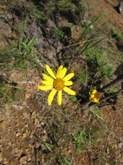 Senecio leptoschizus