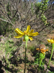 Senecio leptoschizus