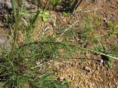 Senecio leptoschizus