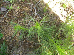 Senecio leptoschizus