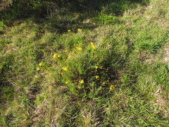 Senecio leptoschizus