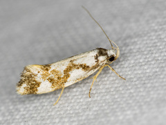 Machetis aphrobola