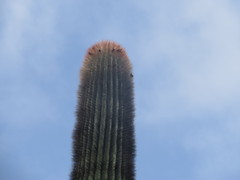 Cephalocereus macrocephalus