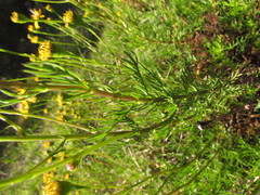 Senecio leptoschizus