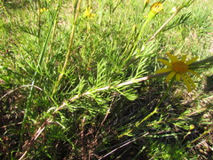 Senecio leptoschizus