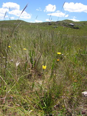 Senecio subarnicoides