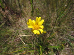 Senecio subarnicoides