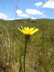 Senecio subarnicoides