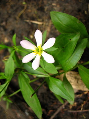 Sabatia calycina