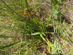 Senecio subarnicoides