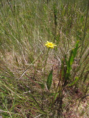 Senecio subarnicoides
