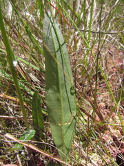 Senecio subarnicoides