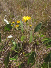 Senecio subarnicoides