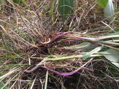 Senecio subarnicoides