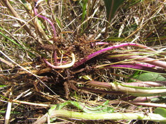 Senecio subarnicoides