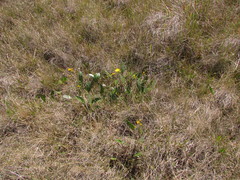 Senecio subarnicoides