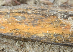 Arthoniomycetes