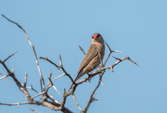 Estrilda troglodytes