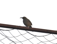 Toxostoma curvirostre