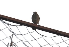 Toxostoma curvirostre