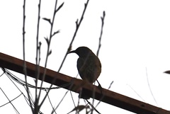 Toxostoma curvirostre