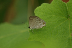 Sinthusa chandrana
