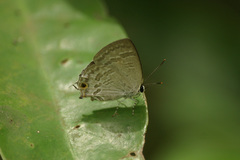 Sinthusa chandrana