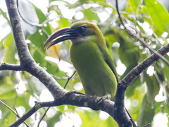 Aulacorhynchus sulcatus