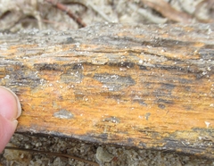 Arthoniomycetes
