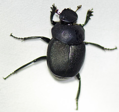 Canthon pilularius
