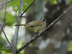 Basileuterus tristriatus